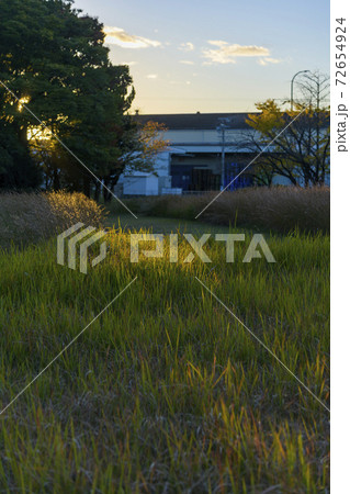 夕暮れ時の雑草 メルケンカルカヤ 夕暮れ時の雑草 メルケンカルカヤ 72654924