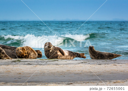 A harbor seal colony resting on a sandbank near the ocean. Picture from Falsterbo in Scania, Sweden A harbor seal colony resting on a sandbank near the ocean. Picture from Falsterbo in Scania, Sweden 72655001