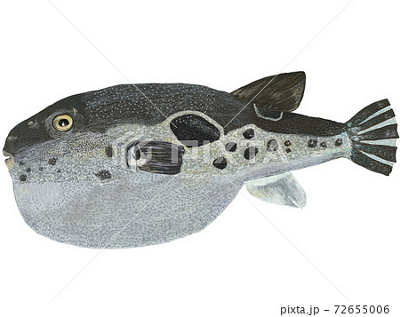 フグのイラストのイラスト素材 [72655006] - PIXTA