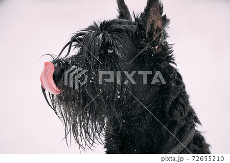 Portrait Of Young Black Giant Schnauzer Or Riesenschnauzer Dog At White Winter Snow Background 72655210