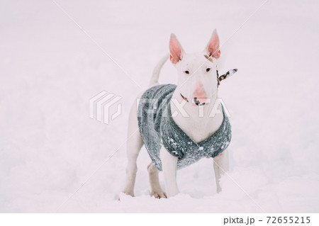 English Bull Terrier Bullterrier Puppy Dog Posing Outdoor In Snow Snowdrift. Winter Season. Playful Pet Outdoors. English Bull Terrier Bullterrier Puppy Dog Posing Outdoor In Snow Snowdrift. Winter Season. Playful Pet Outdoors. 72655215