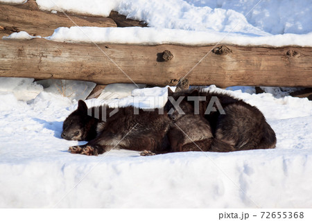 Two black canadian wolves sleeping on white snow. 72655368