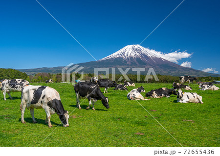 富士山 朝霧高原の牧場 牛 富士山 朝霧高原の牧場 牛 72655436