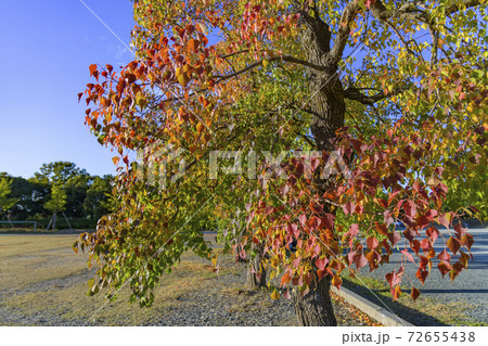 紅葉するナンキンハゼ 紅葉するナンキンハゼ 72655438