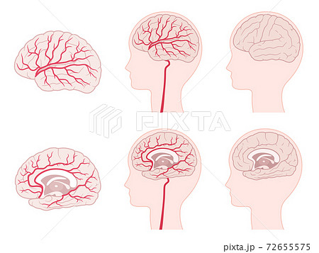 脳血管支配領域のイラストセット 大脳のイラスト素材
