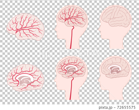 脳血管支配領域のイラストセット 大脳のイラスト素材