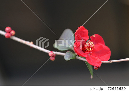 赤い花(ボケの花) 赤い花(ボケの花) 72655629