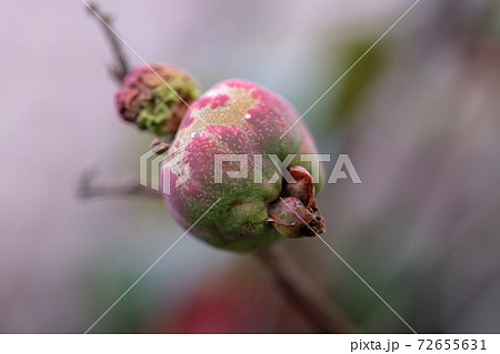 ミンク色の実(実 ボケの花) ミンク色の実(実 ボケの花) 72655631