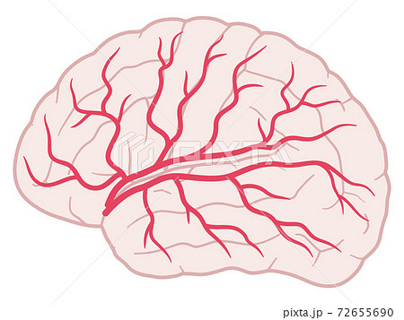脳血管支配領域 大脳外側面 中大脳動脈のイラスト素材