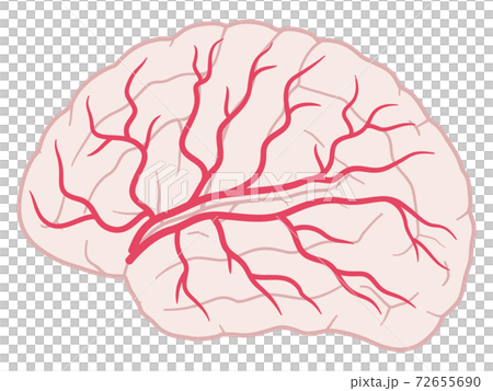 脳血管支配領域 大脳外側面 中大脳動脈のイラスト素材