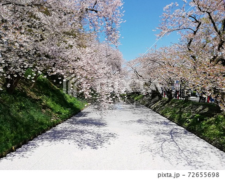 桜並木と花いかだ 桜並木と花いかだ 72655698