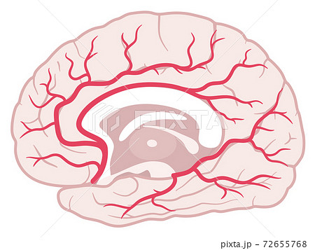 脳血管支配領域 大脳内側面 前大脳動脈 後大脳動脈のイラスト素材