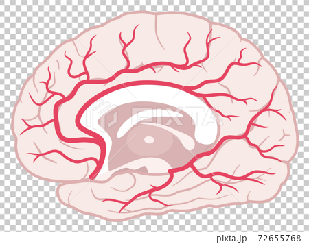 脳血管支配領域 大脳内側面 前大脳動脈 後大脳動脈のイラスト素材