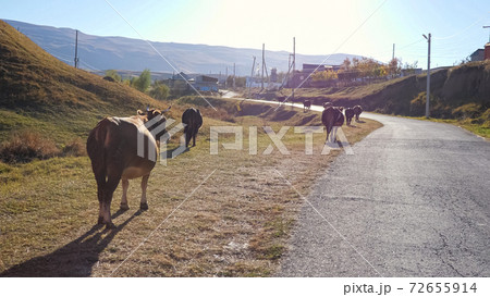 Herd of cows walks along side of rural road to small village 72655914