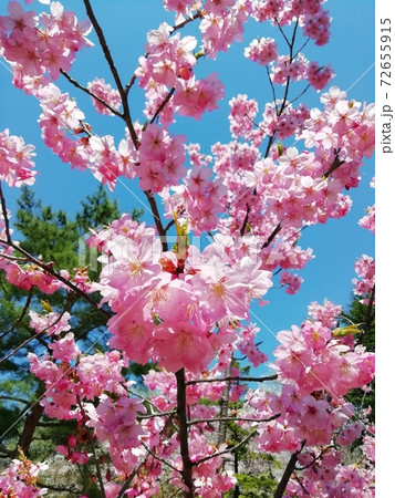 青空に映える桜 72655915