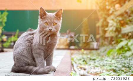 Lovely grey kitten with big orange eyes looks carefully 72655928