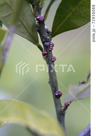 植物に寄生する害虫 みかんの木 カイガラムシ の写真素材