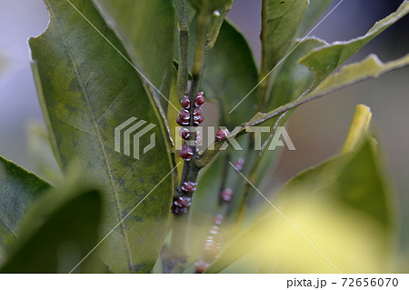 植物に寄生する害虫 みかんの木 カイガラムシ の写真素材