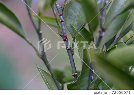 ミカンに寄生する害虫 みかんの木 カイガラムシ の写真素材