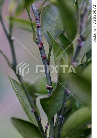 ミカンの木に張り付く虫 みかんの木 カイガラムシ の写真素材