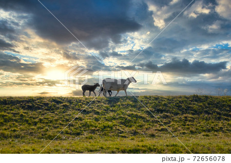 Mother sheep with two lambs on a grassy embankment in the evening light under a cloudy sunset sky 72656078
