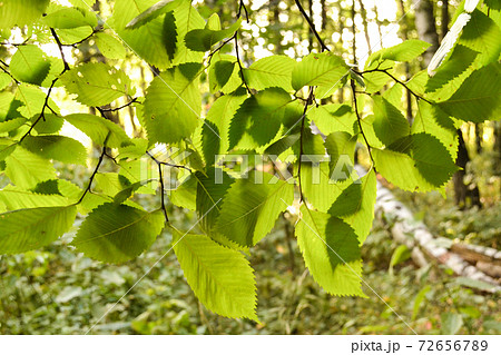 Green leaves background 72656789
