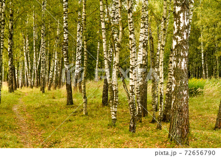 Grove of birch trees and dry grass in early autumn 72656790