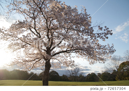 奈良公園飛火野の桜 奈良公園飛火野の桜 72657304
