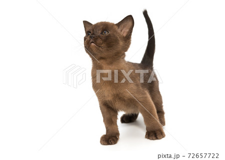 Small kitten of the European Burmese Small kitten of the European Burmese 72657722