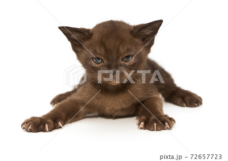 Small, serious european burmese kitten Small, serious european burmese kitten 72657723