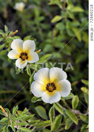 フィリピンで満開のターネラの花 フィリピンで満開のターネラの花 72660218