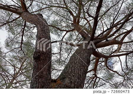 初冬の二又のマツ 福島県只見町 初冬の二又のマツ 福島県只見町 72660473
