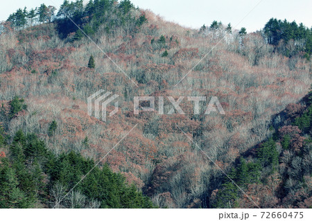 里山の冬木立と常緑針葉樹　福島県只見町 72660475