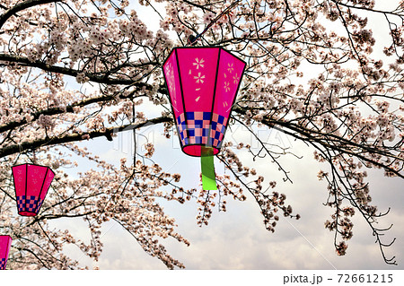 兵庫県三田市武庫川沿いの桜まつりで使用されていた吊り提灯 兵庫県三田市武庫川沿いの桜まつりで使用されていた吊り提灯 72661215