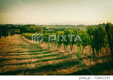 Vineyard fields 72661245