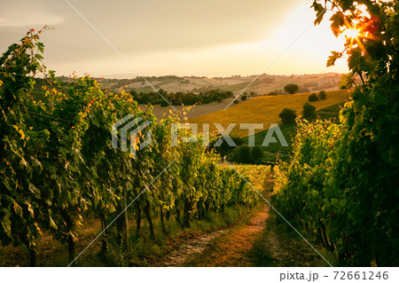 Vineyard fields 72661246