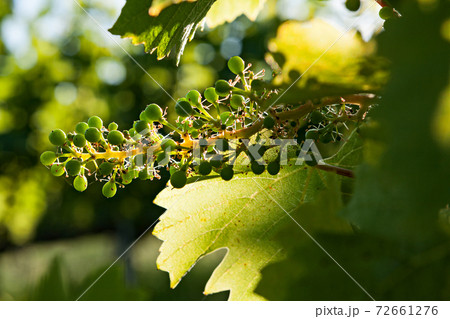 Small green bunch of grapes and leaves on vineyard Small green bunch of grapes and leaves on vineyard 72661276