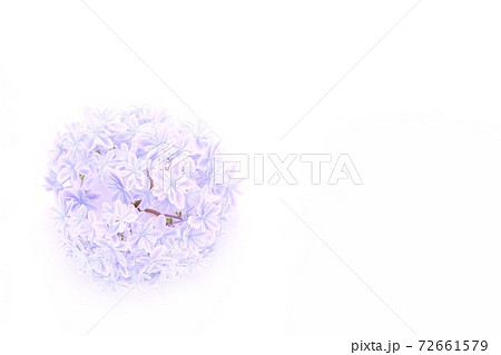 背景素材 明るい青色のアジサイ 万華鏡という品種 白背景の写真素材