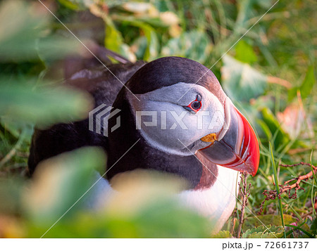 Portrait view of Puffins birds with orange beaks at sunset. Westfjords, Iceland. Portrait view of Puffins birds with orange beaks at sunset. Westfjords, Iceland. 72661737