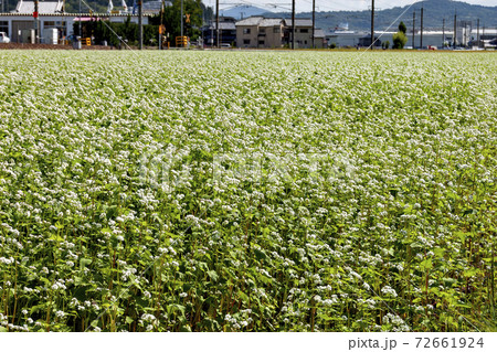 兵庫県三田市の蕎麦畑 兵庫県三田市の蕎麦畑 72661924