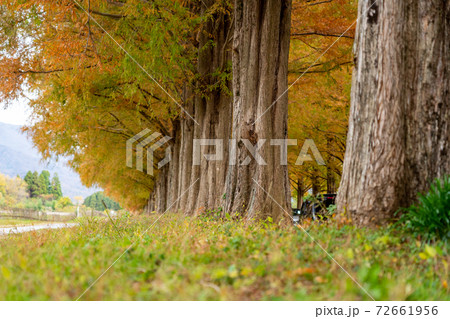滋賀 紅葉 メタセコイア並木 滋賀 紅葉 メタセコイア並木 72661956