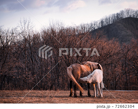 馬の親子 72662304