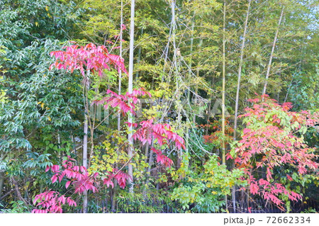 紅葉ウルシの葉 72662334