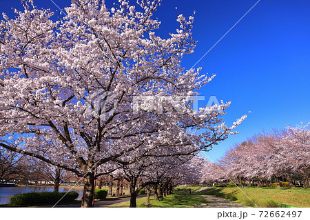 川越水上公園 晴天の桜並木の写真素材