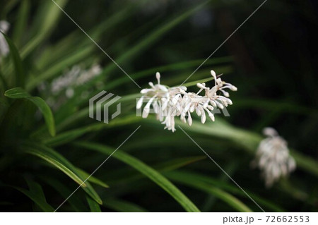 山野草　ノシランの白い花 72662553