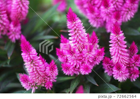 ケイトウ　セロシアの花 72662564
