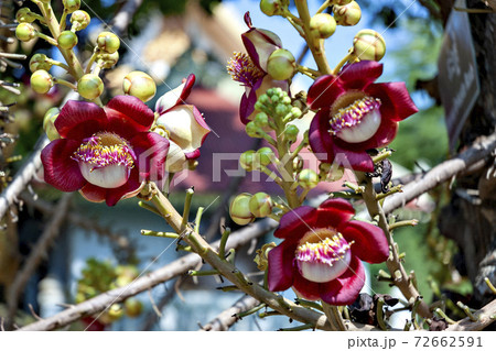 カンボジアで満開の沙羅双樹の花の写真素材