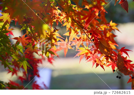 紅葉イロハモミジ 紅葉イロハモミジ 72662615
