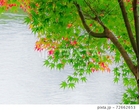紅葉の彩り 紅葉の彩り 72662653