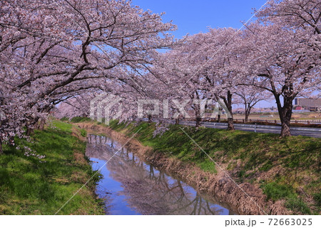 伊佐沼公園桜並木　川面の桜 72663025